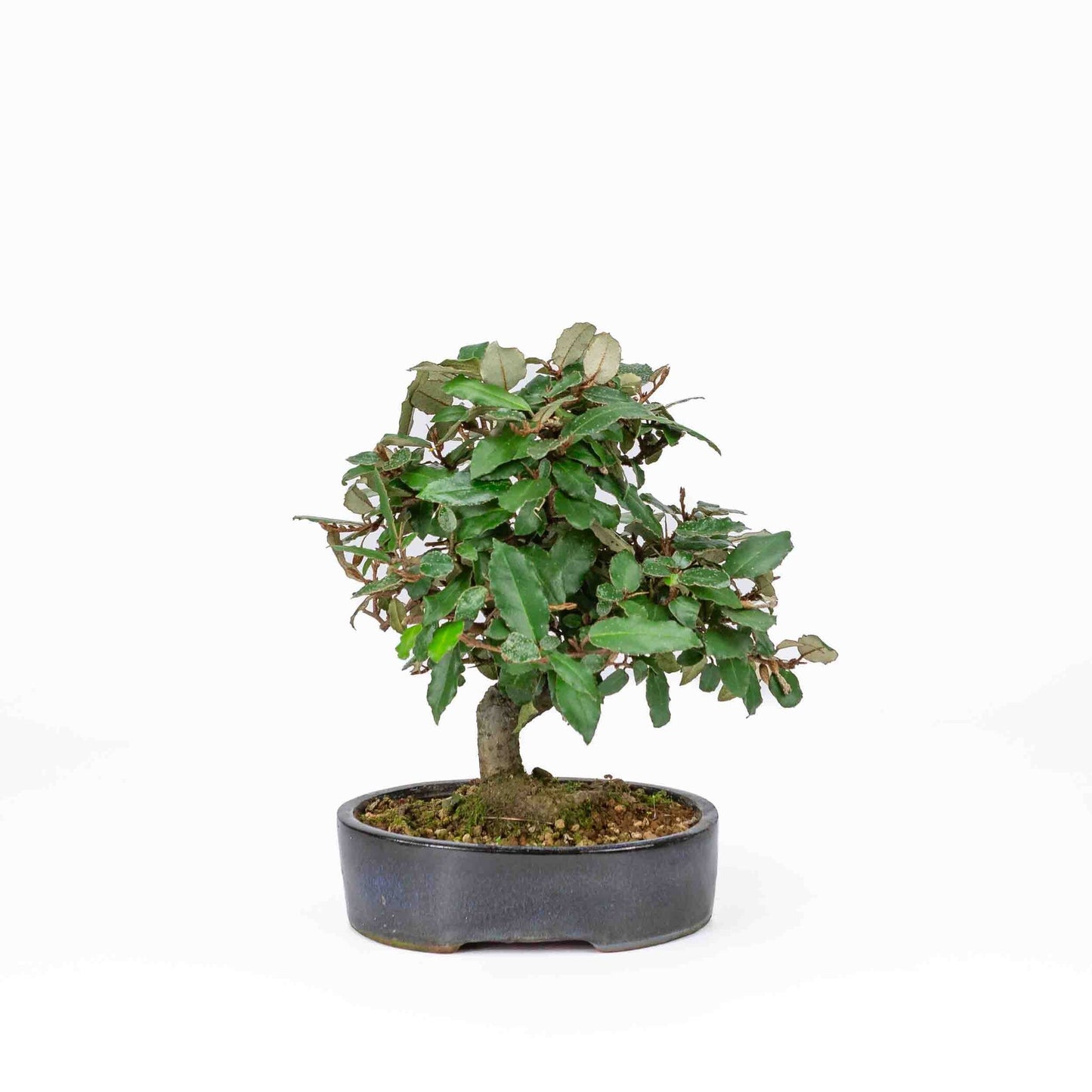 Bonsaï d'extérieur Elaeagnus pungens, pot ovale bleu foncé de 15 cm, hauteur 24 cm