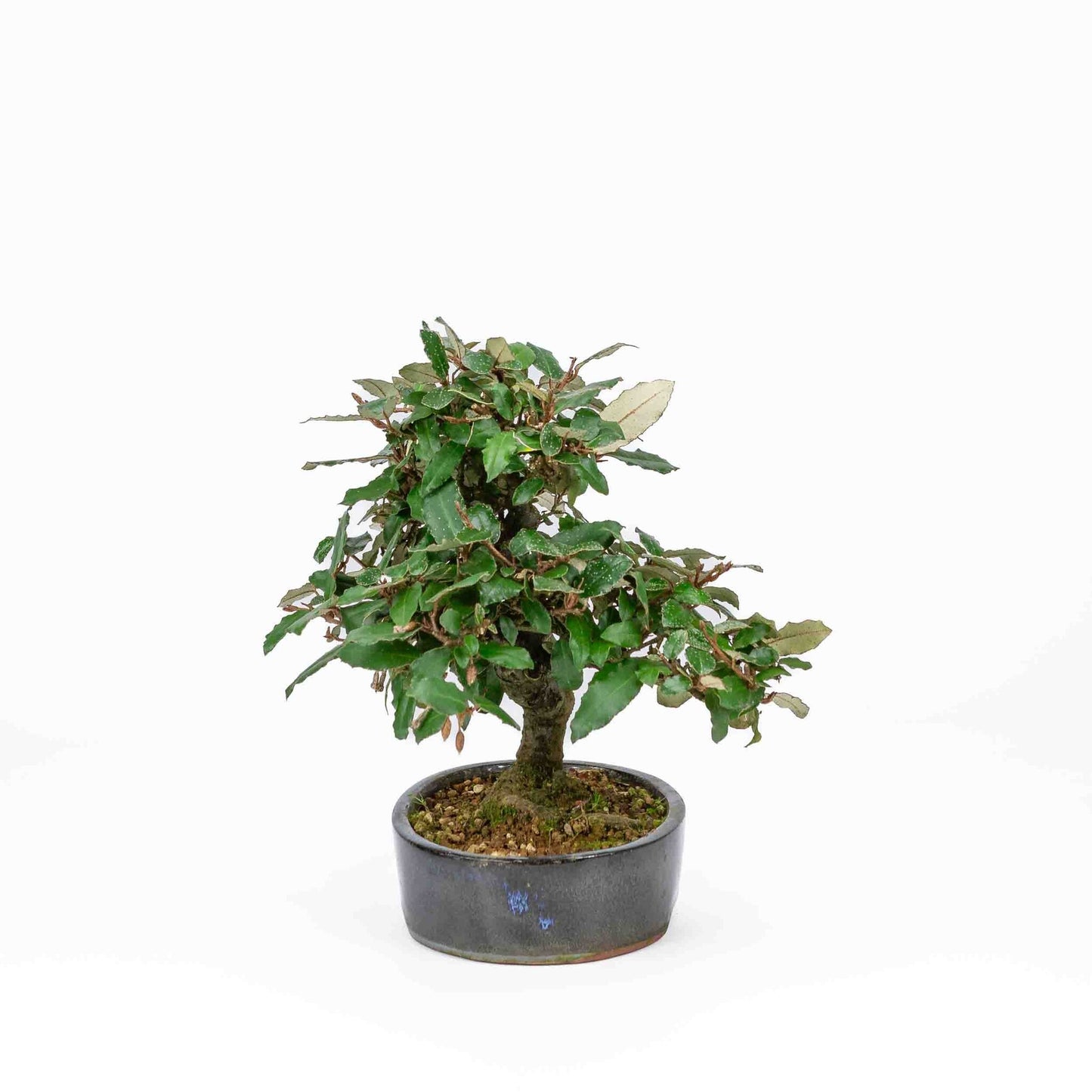 Bonsaï d'extérieur Elaeagnus pungens, pot ovale bleu foncé de 15 cm, hauteur 24 cm
