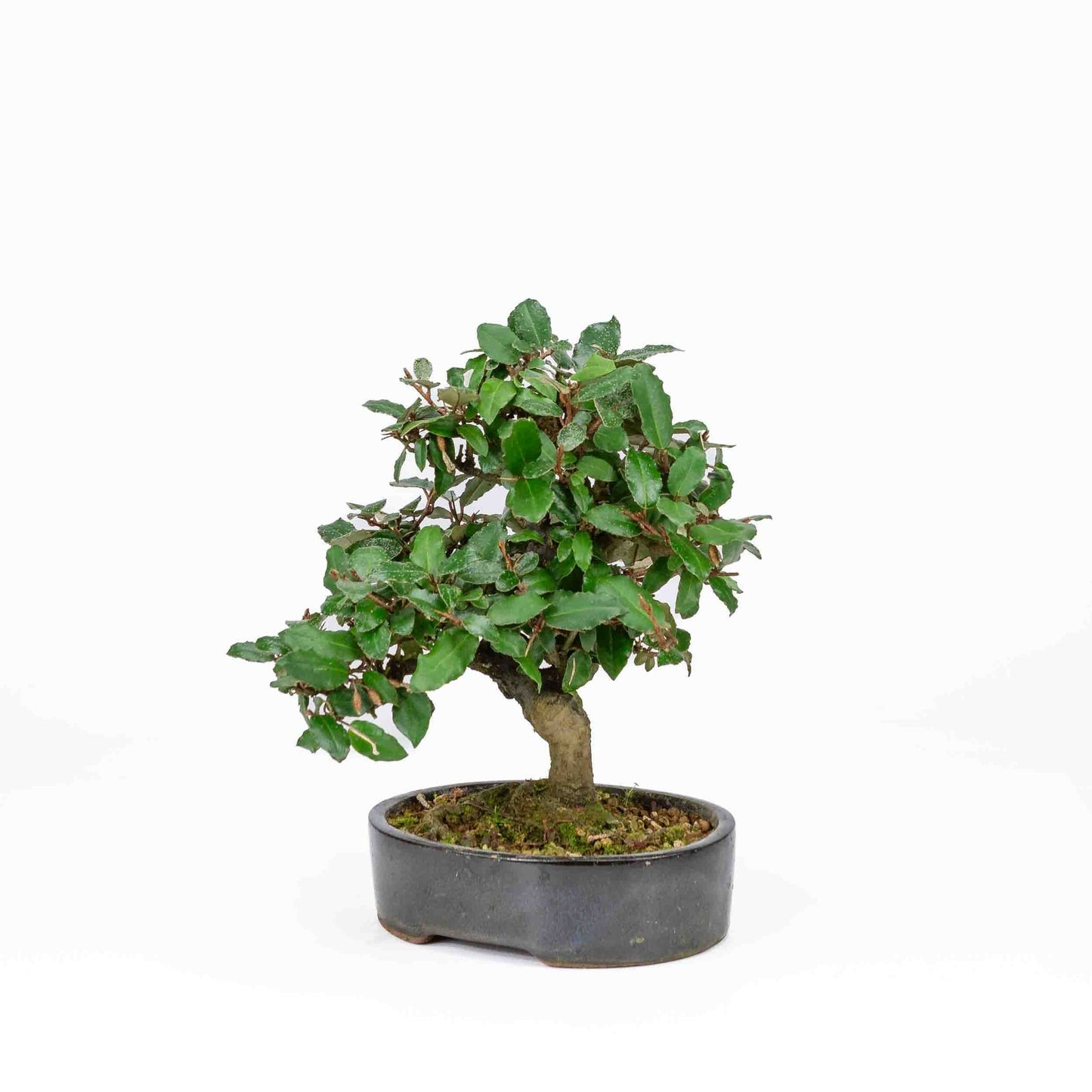 Bonsaï d'extérieur Elaeagnus pungens, pot ovale bleu foncé de 15 cm, hauteur 24 cm