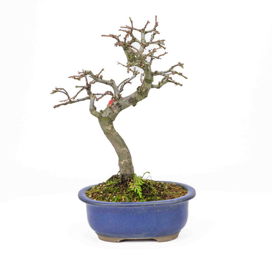 Buiten Bonsai Pseudocydonia sinensis donker blauwe ovale pot 28cm, hoogte ~34cm 