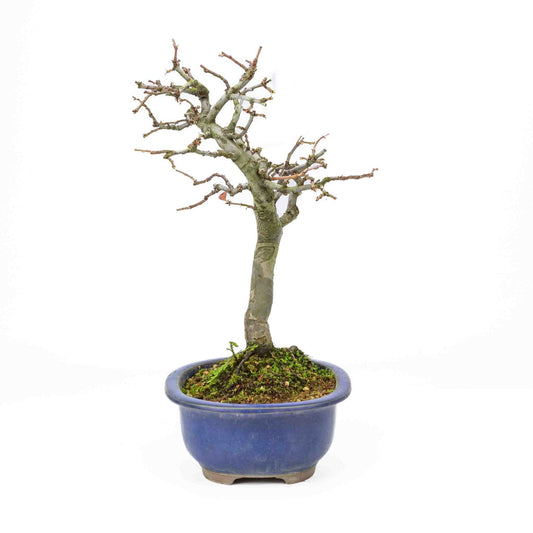 Buiten Bonsai Pseudocydonia sinensis donker blauwe ovale pot 28cm, hoogte ~34cm 