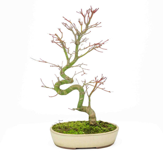 Bonsaï d'extérieur Acer palmatum, pot ovale crème 20 cm, hauteur ~ 40 cm