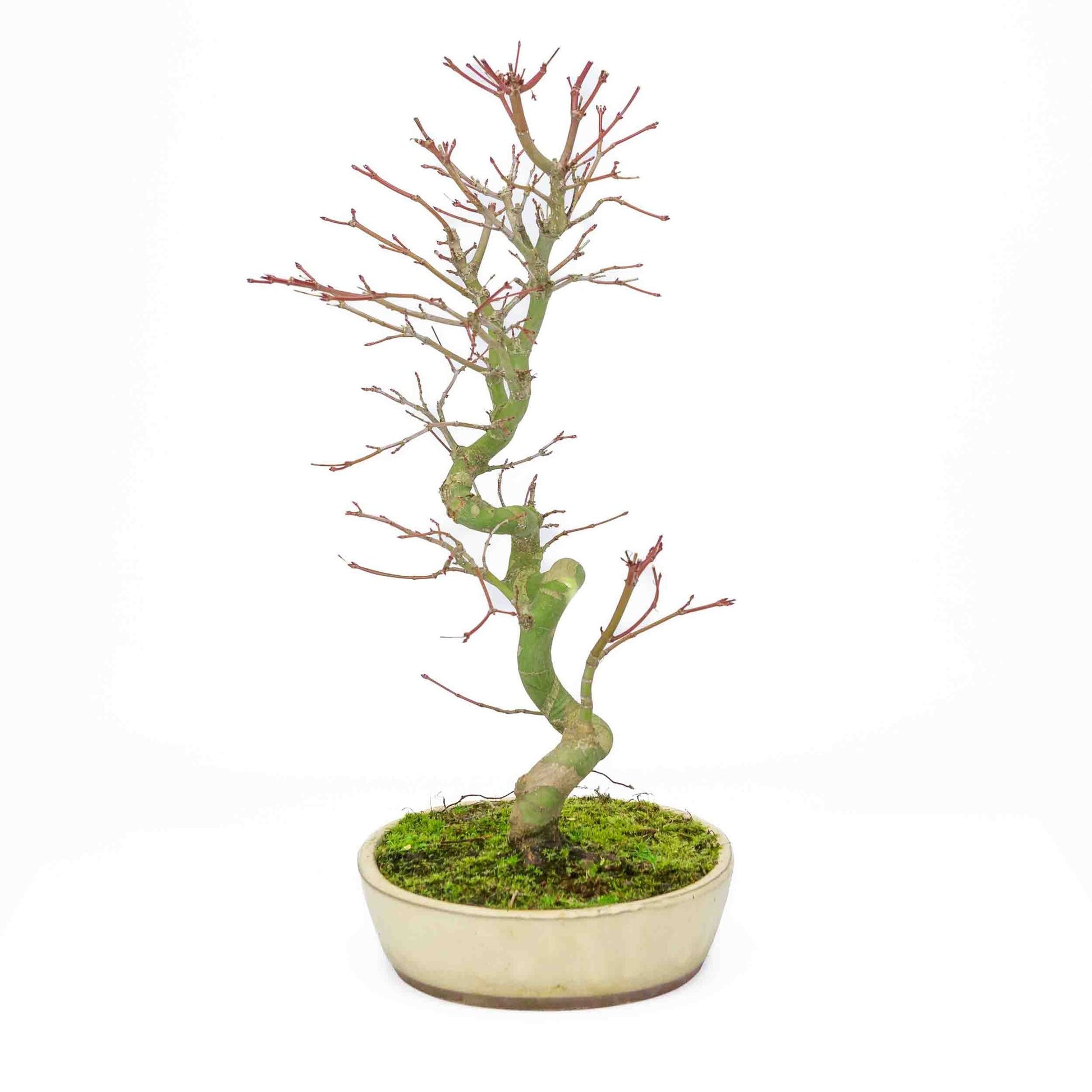Bonsaï d'extérieur Acer palmatum, pot ovale crème 20 cm, hauteur ~ 40 cm