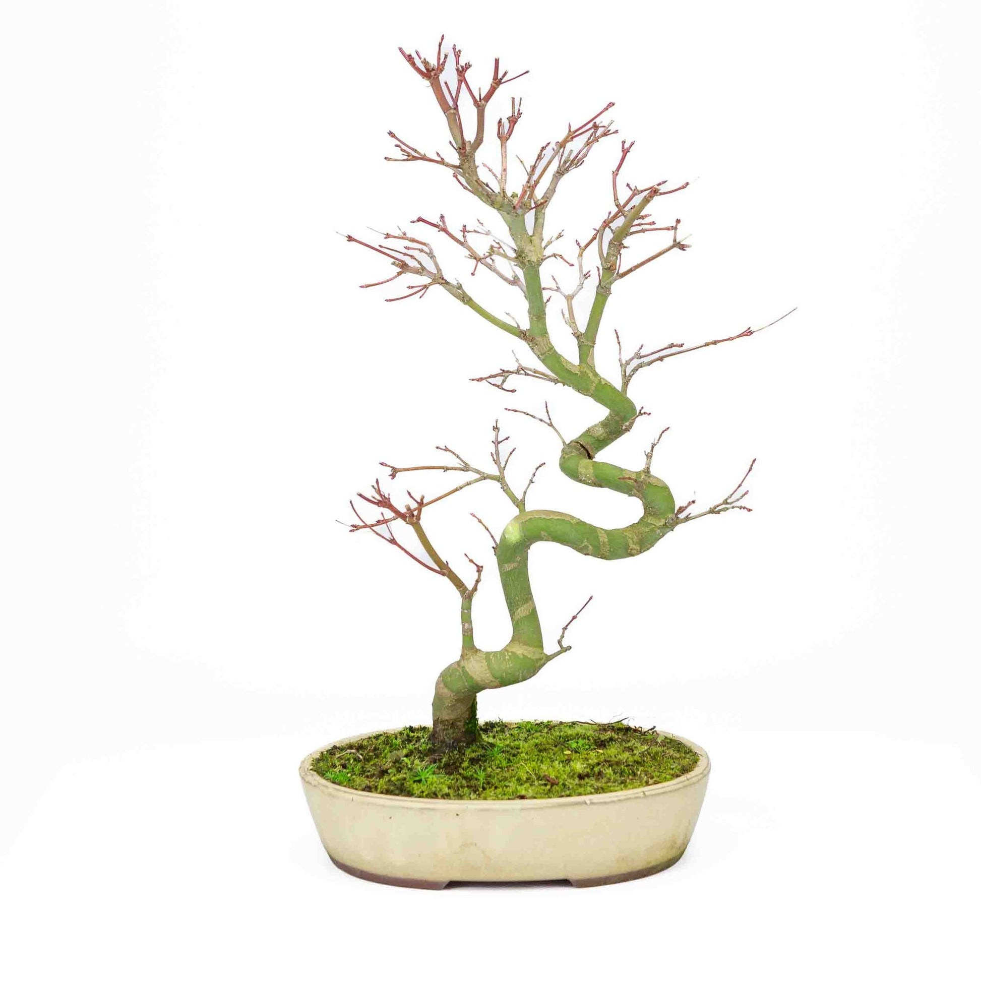 Bonsaï d'extérieur Acer palmatum, pot ovale crème 20 cm, hauteur ~ 40 cm
