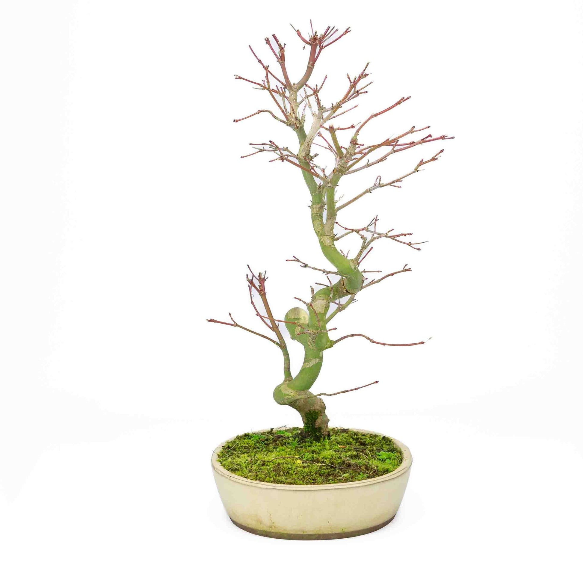 Bonsaï d'extérieur Acer palmatum, pot ovale crème 20 cm, hauteur ~ 40 cm