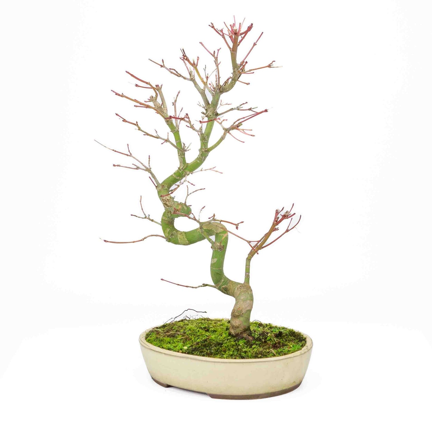 Bonsaï d'extérieur Acer palmatum, pot ovale crème 20 cm, hauteur ~ 40 cm