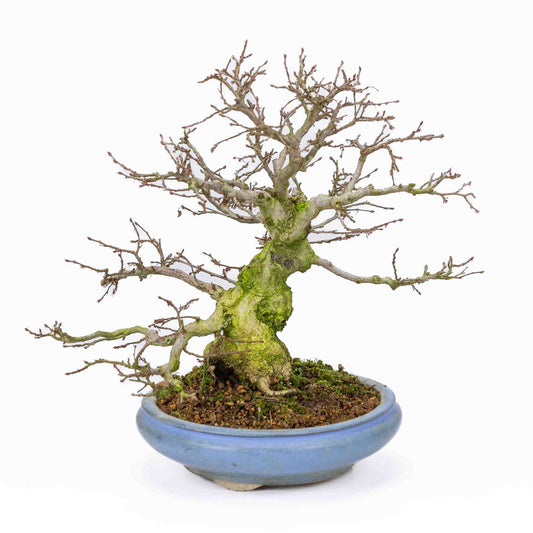 Buiten Bonsai Carpinus coreana licht blauwe ronde pot 21cm, hoogte ~33cm