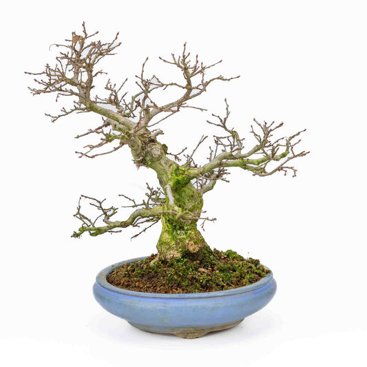 Buiten Bonsai Carpinus coreana licht blauwe ronde pot 21cm, hoogte ~33cm