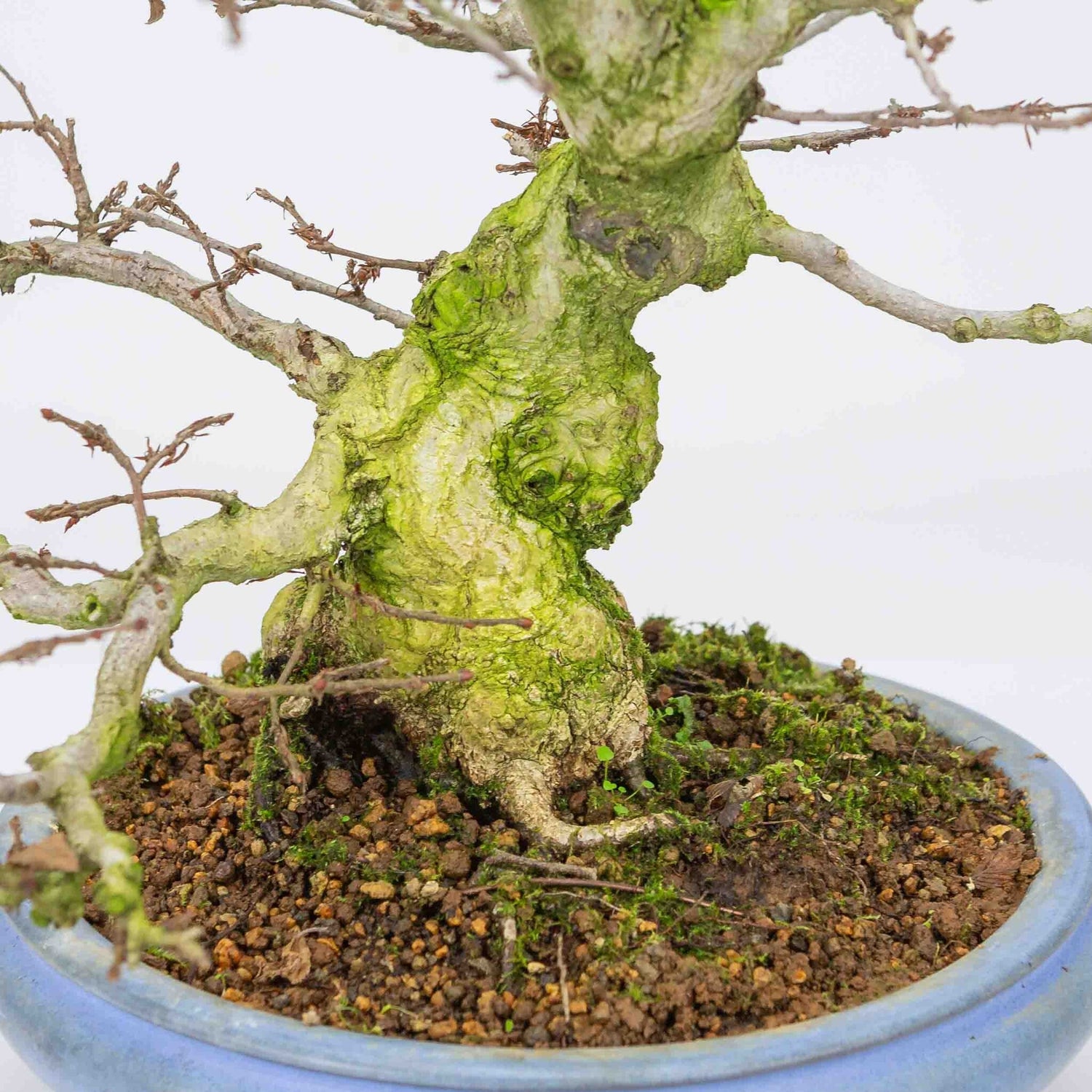 Buiten Bonsai Carpinus coreana licht blauwe ronde pot 21cm, hoogte ~33cm