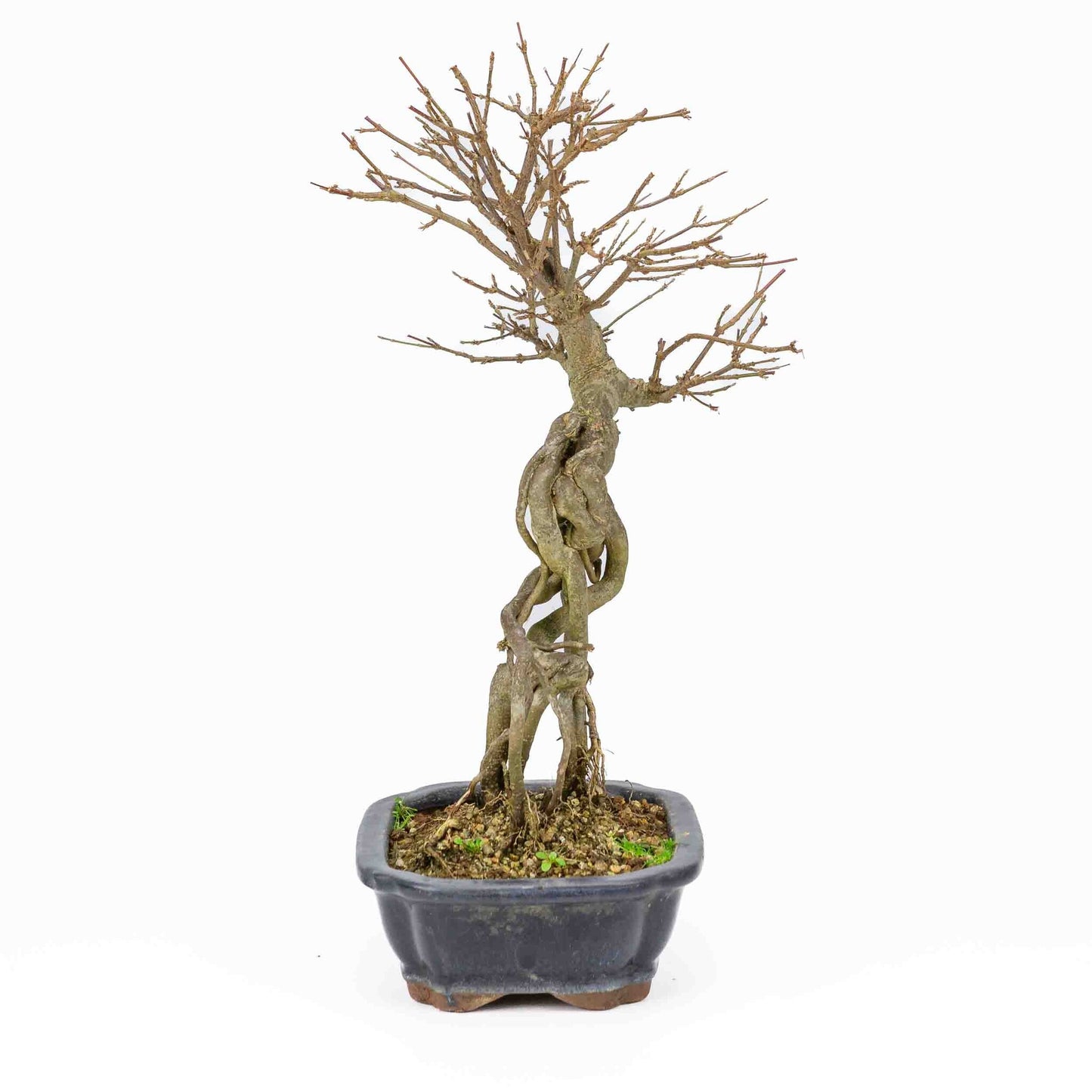 Bonsaï d'extérieur Acer buergerianum bleu pot Mokko rectangulaire 19cm, hauteur ~40cm