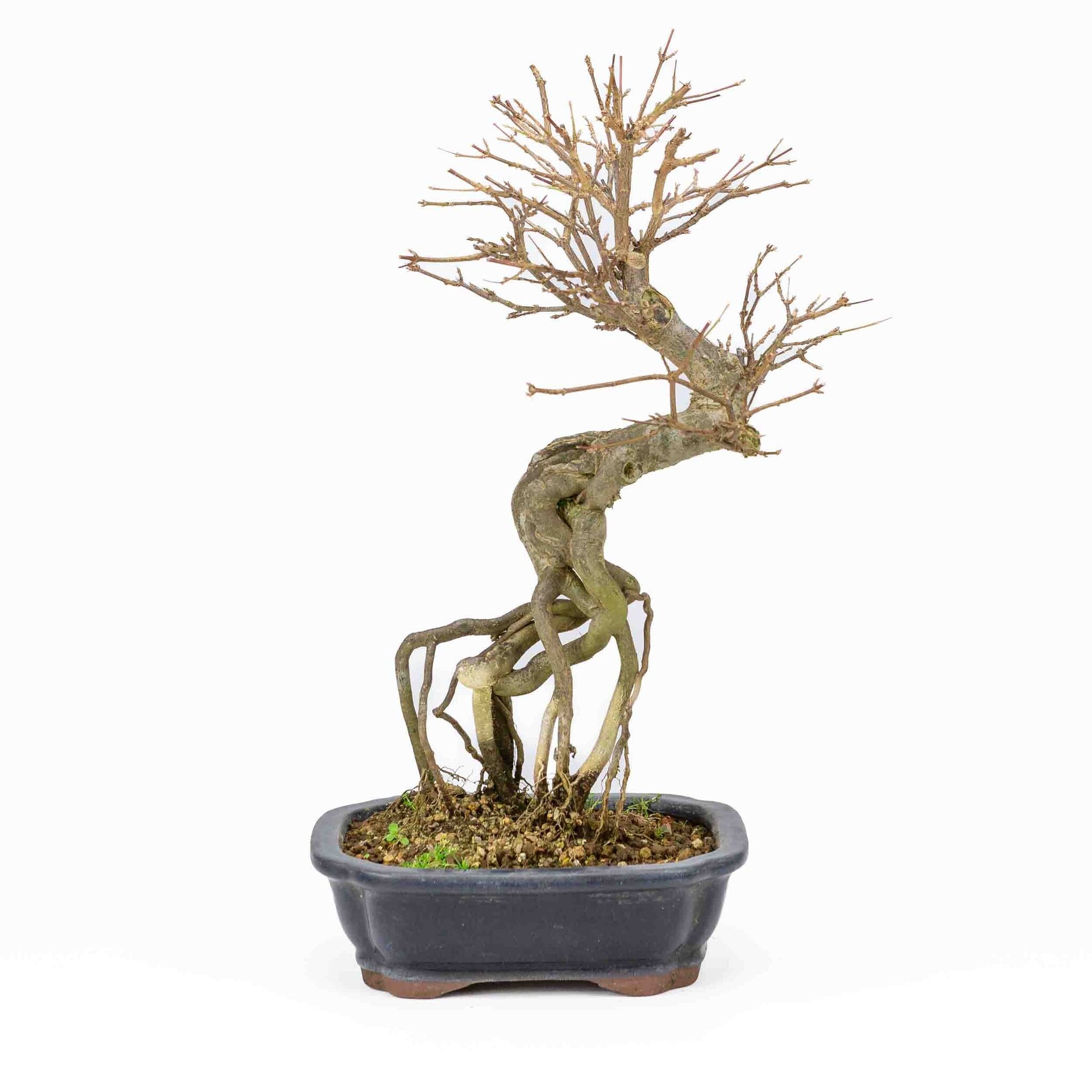 Bonsaï d'extérieur Acer buergerianum bleu pot Mokko rectangulaire 19cm, hauteur ~40cm