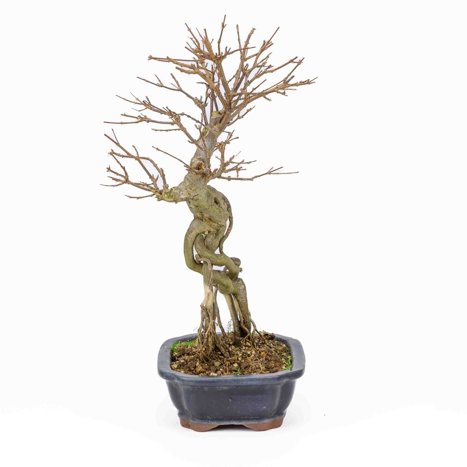 Buiten Bonsai Acer buergerianum blauwe rechthoekige Mokko pot 19cm, hoogte ~40cm