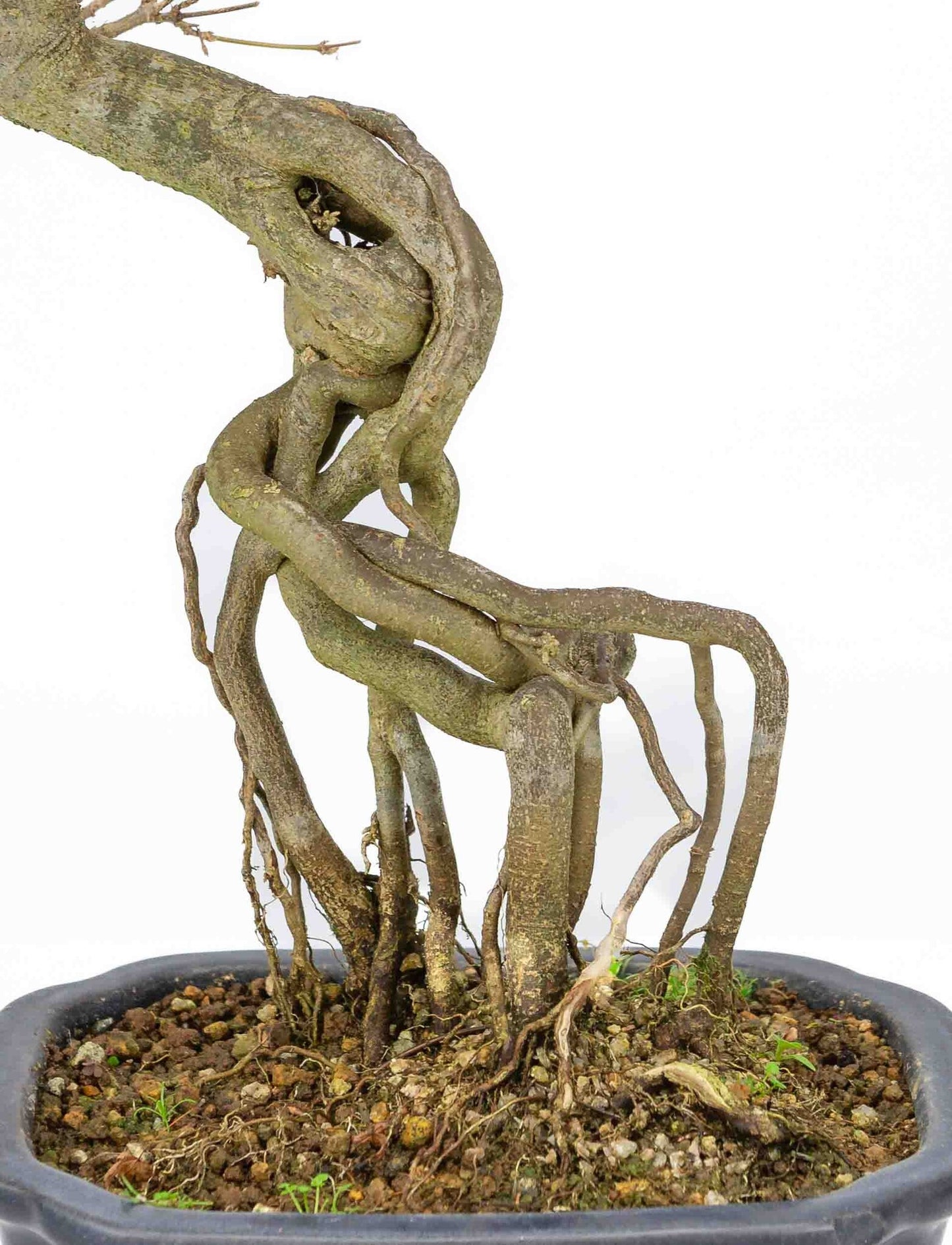 Bonsaï d'extérieur Acer buergerianum bleu pot Mokko rectangulaire 19cm, hauteur ~40cm