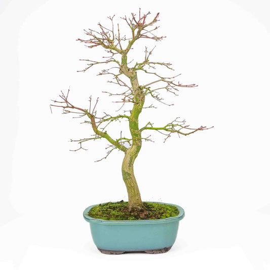 Bonsaï d'extérieur Acer palmatum turquoise, pot Mokko 24 cm, hauteur ~55 cm