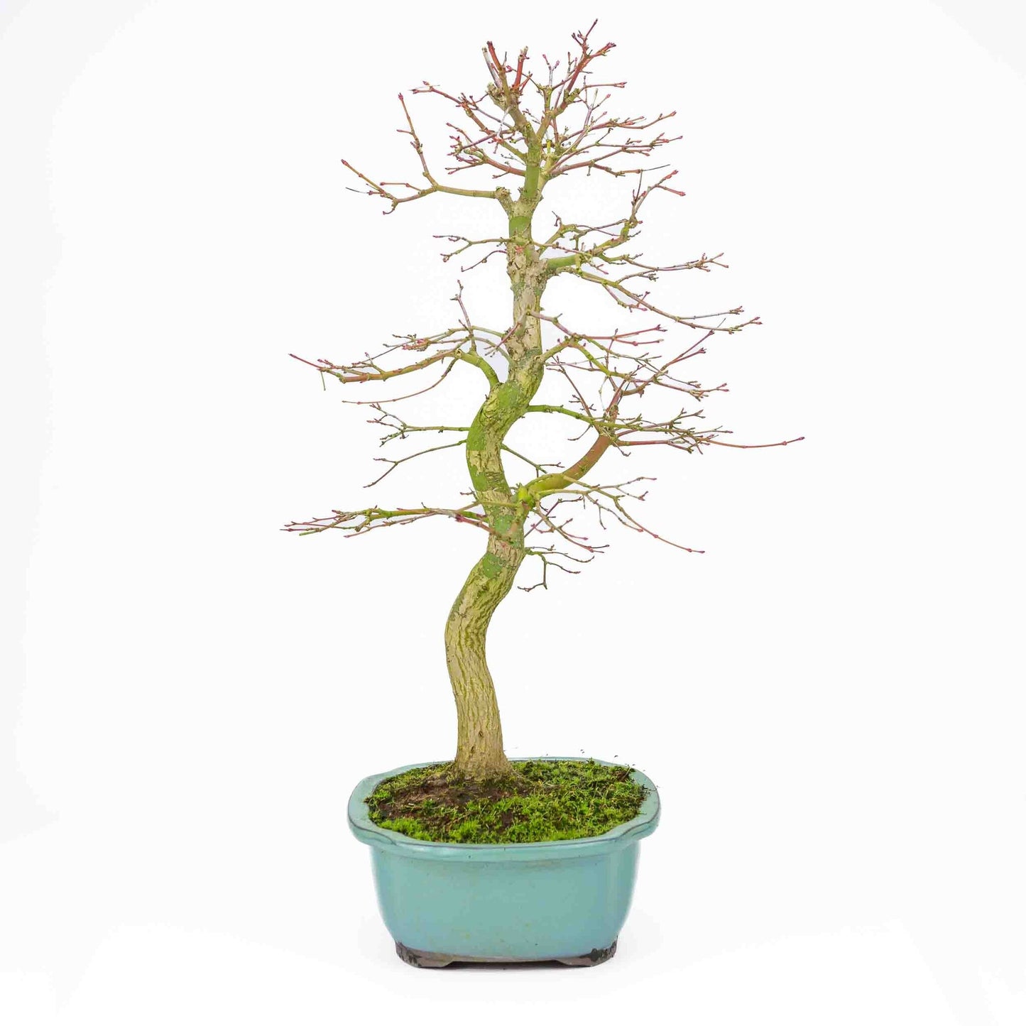 Bonsaï d'extérieur Acer palmatum turquoise, pot Mokko 24 cm, hauteur ~55 cm