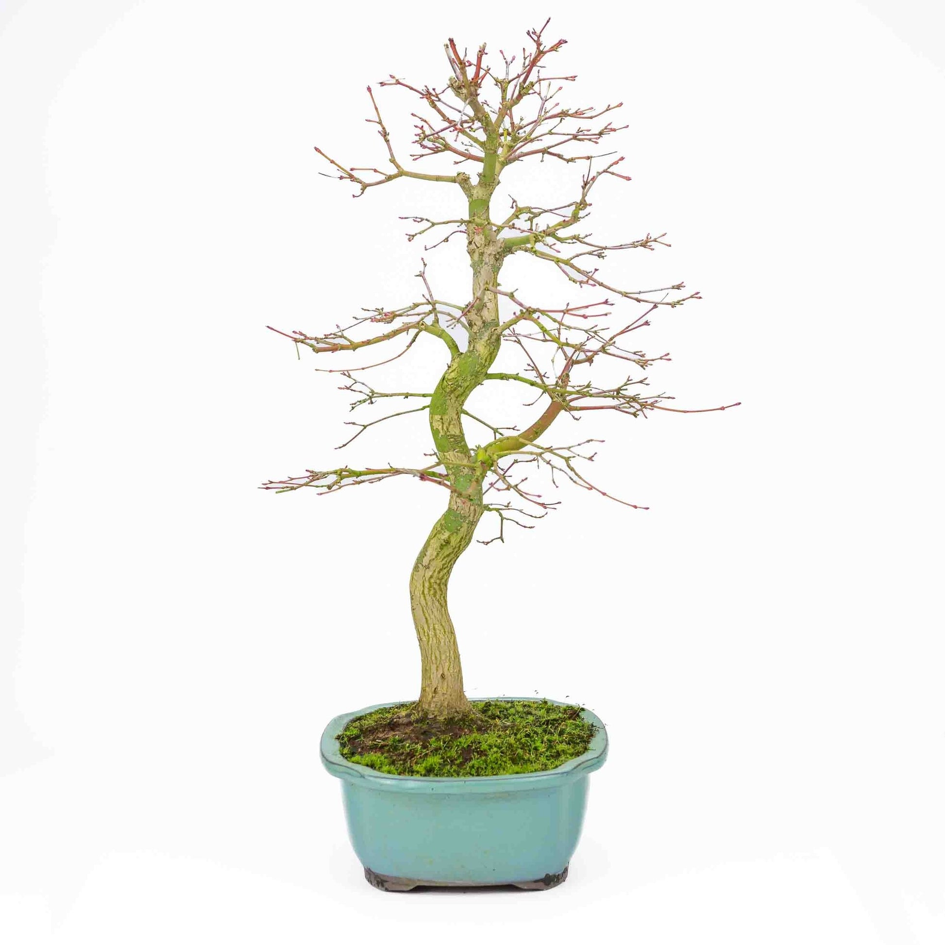 Bonsaï d'extérieur Acer palmatum turquoise, pot Mokko 24 cm, hauteur ~55 cm