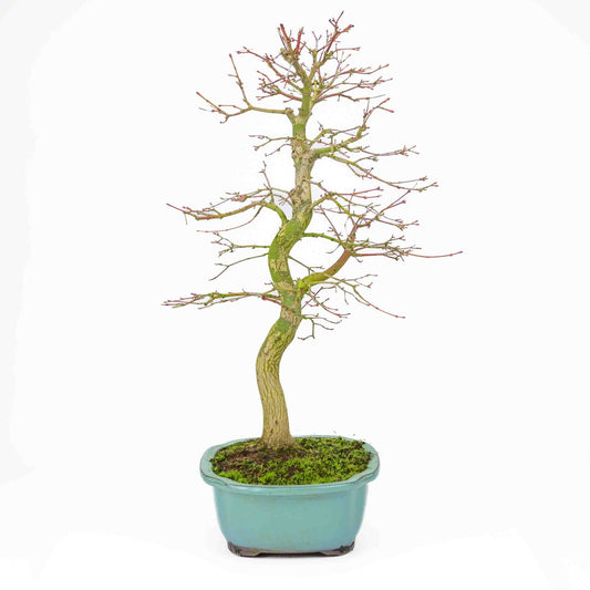 Buiten Bonsai Acer palmatum turquoise Mokko pot 24 cm, hoogte ~55cm