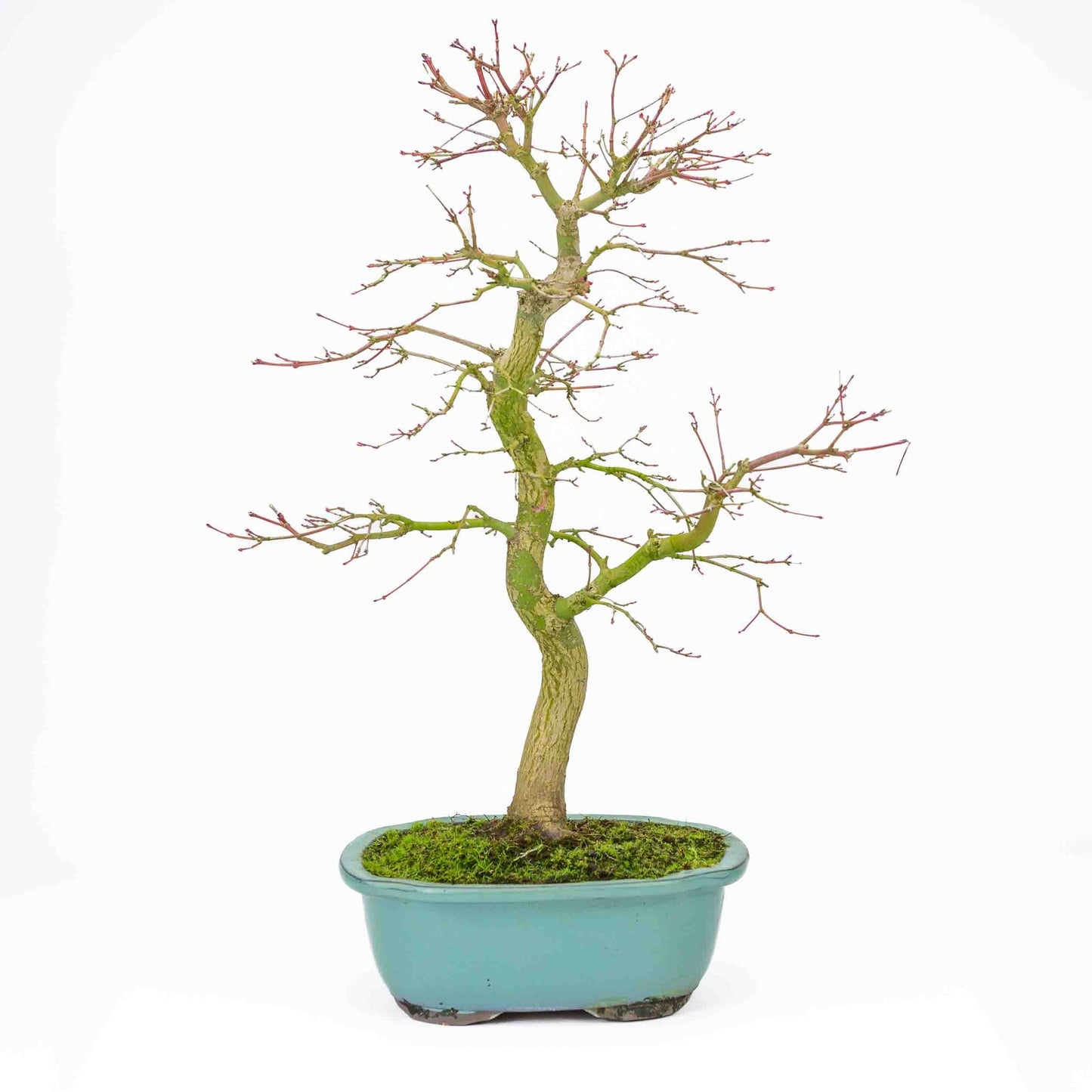 Bonsaï d'extérieur Acer palmatum turquoise, pot Mokko 24 cm, hauteur ~55 cm