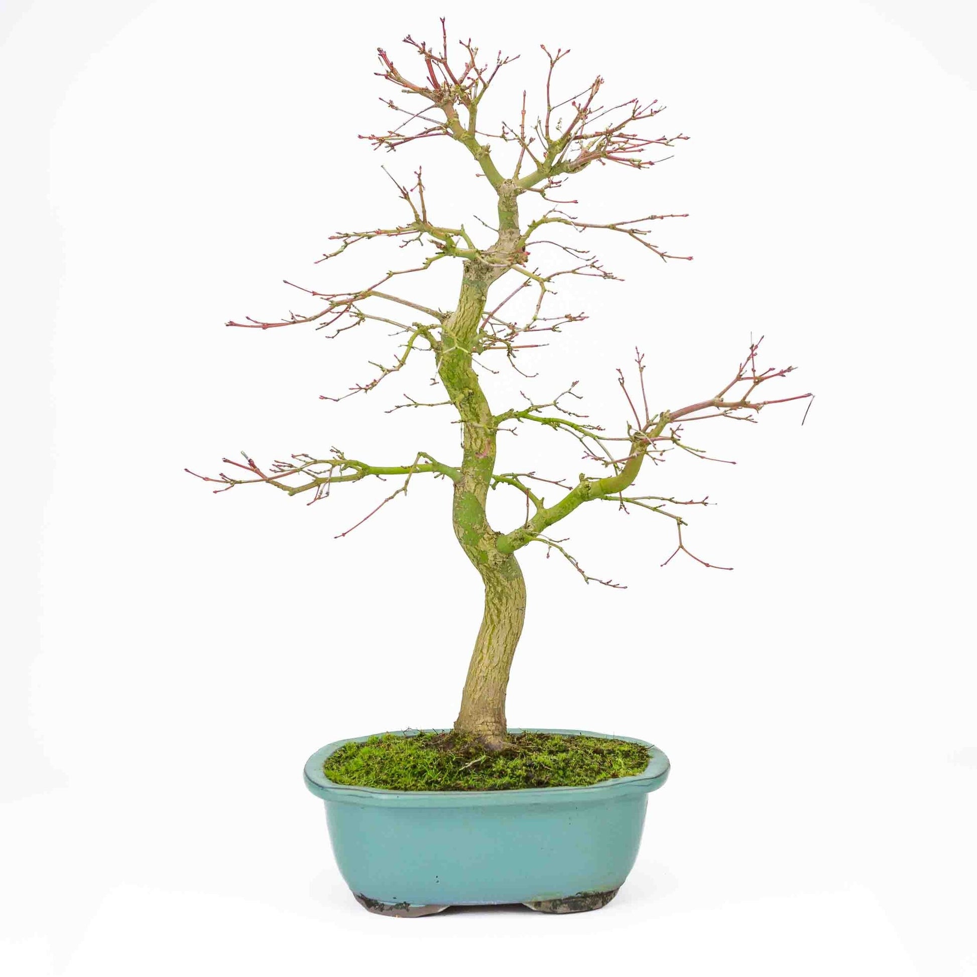 Bonsaï d'extérieur Acer palmatum turquoise, pot Mokko 24 cm, hauteur ~55 cm
