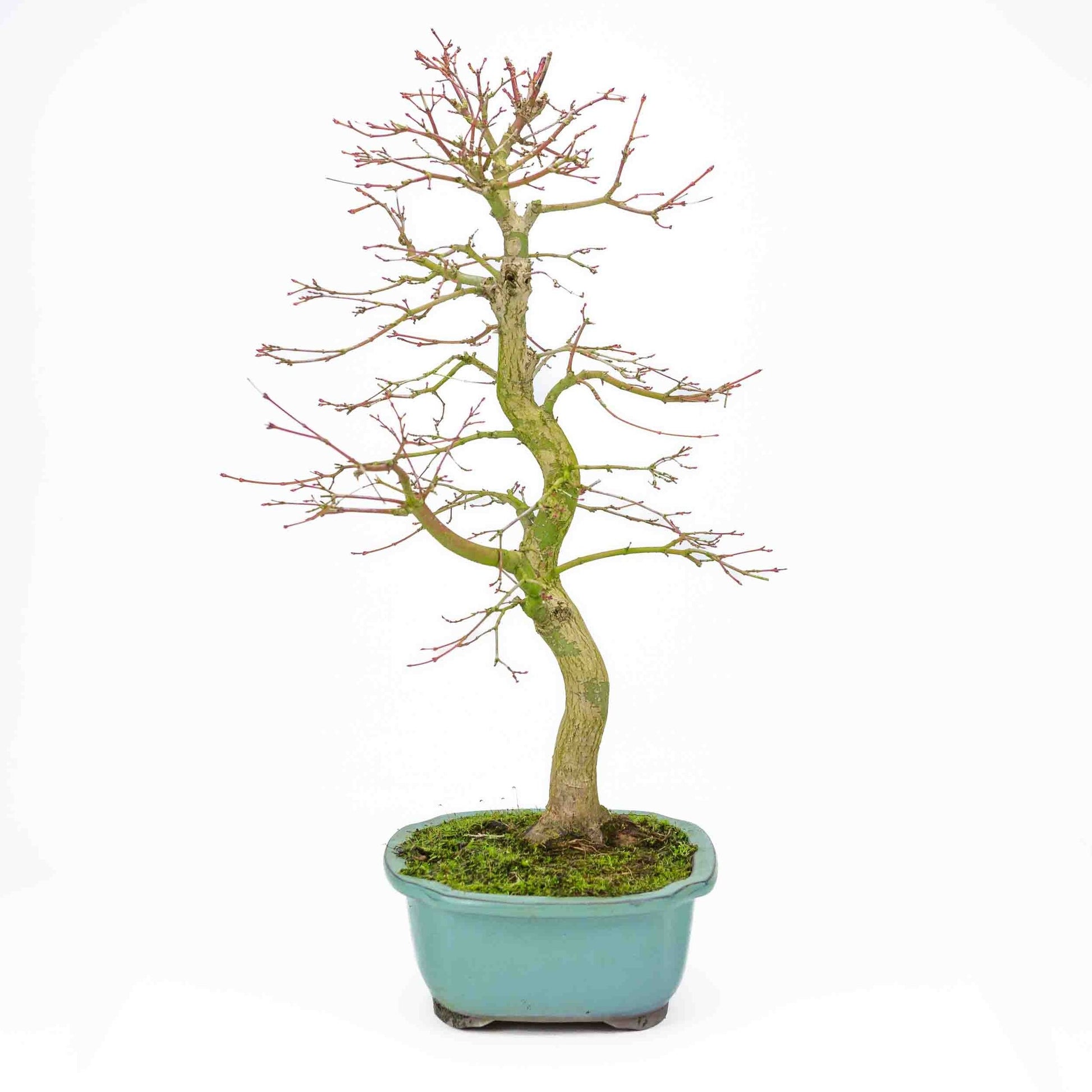 Bonsaï d'extérieur Acer palmatum turquoise, pot Mokko 24 cm, hauteur ~55 cm