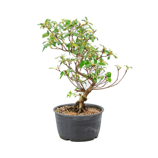 Buiten Bonsai Rhododendron indicum plastic pot 14 cm, hoogte ~34cm 
