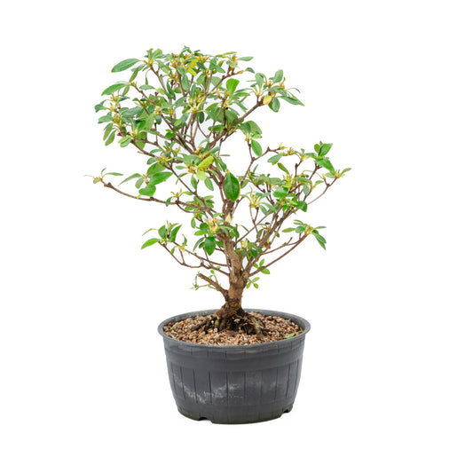 Buiten Bonsai Rhododendron indicum plastic pot 14 cm, hoogte ~34cm 