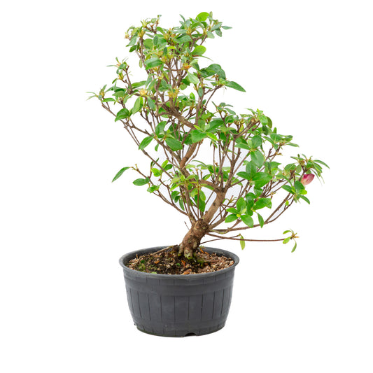Buiten Bonsai Rhododendron indicum plastic pot 14 cm, hoogte ~36cm 
