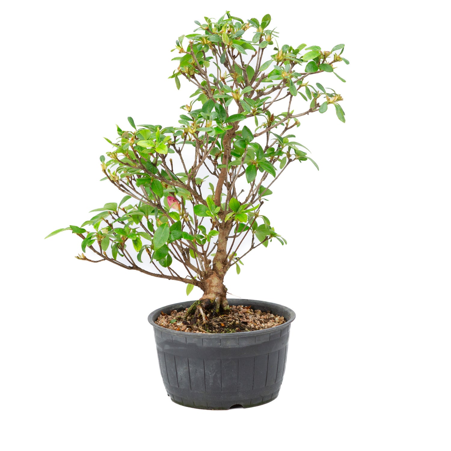 Buiten Bonsai Rhododendron indicum plastic pot 14 cm, hoogte ~36cm 