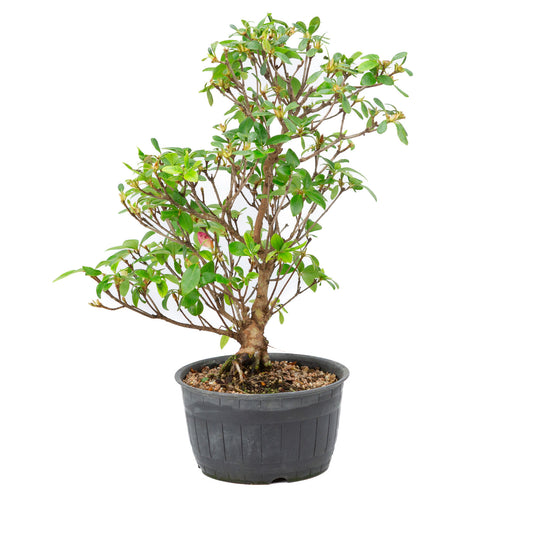 Buiten Bonsai Rhododendron indicum plastic pot 14 cm, hoogte ~36cm 