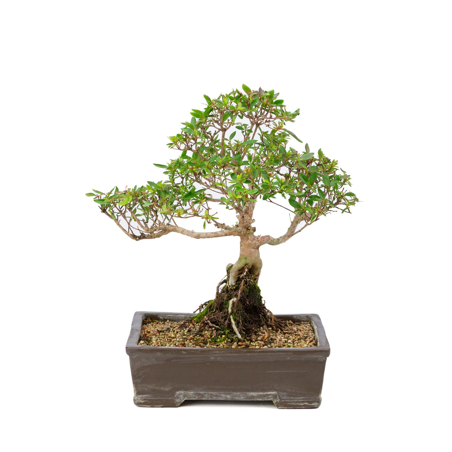 Rhododendron indicum bonsaï d'extérieur, pot rectangulaire non émaillé de 25 cm, hauteur ~41 cm