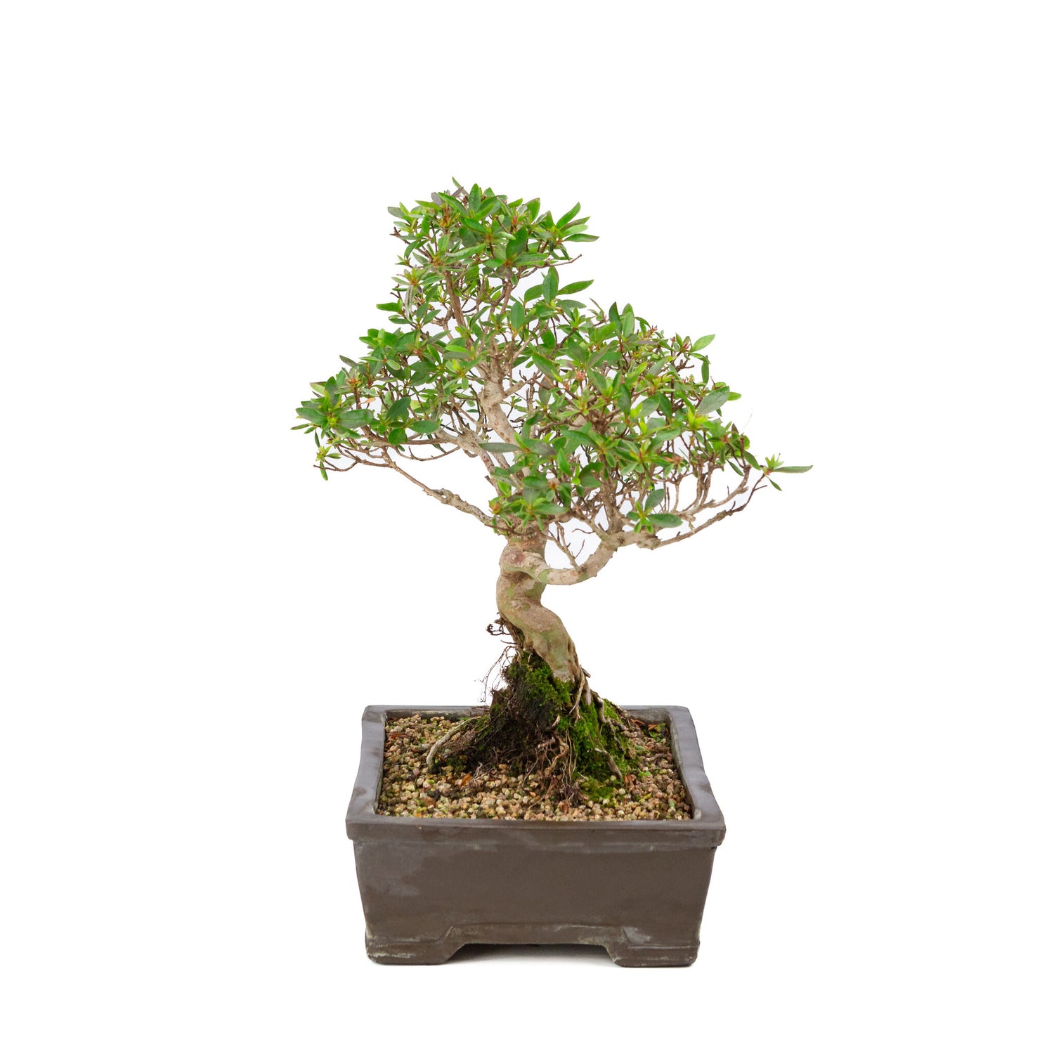 Buiten Bonsai Rhododendron indicum ongeglazuurde rechthoekige pot 25cm, hoogte ~41cm 