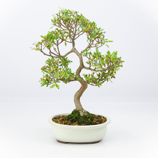 Buiten Bonsai Rhododendron indicum creme ovale pot 20cm, hoogte ~42cm