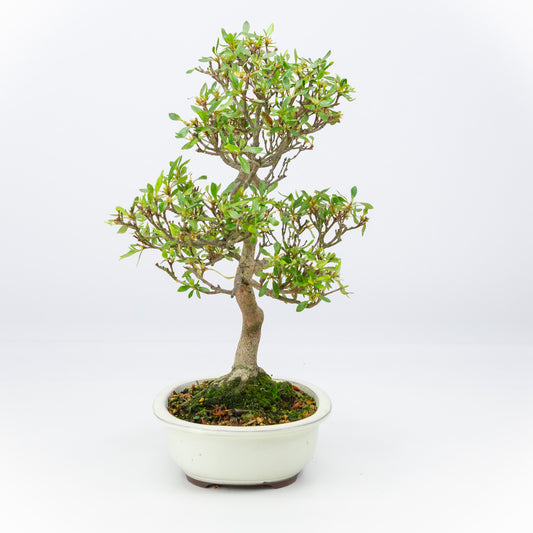 Buiten Bonsai Rhododendron indicum creme ovale pot 20cm, hoogte ~42cm