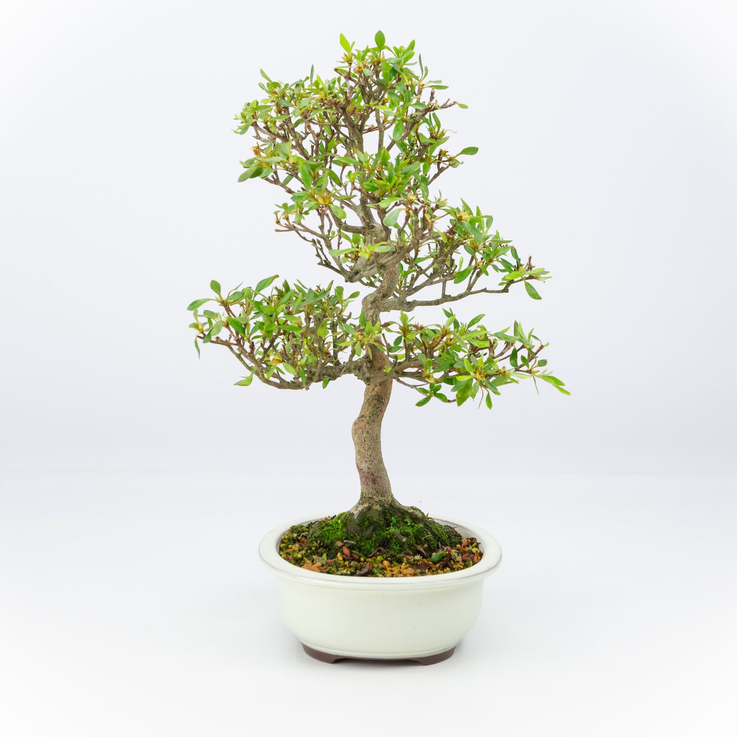 Buiten Bonsai Rhododendron indicum creme ovale pot 20cm, hoogte ~42cm