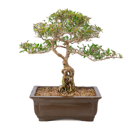 Buiten Bonsai Rhododendron indicum ongeglazuurde rechthoekige pot 32cm, hoogte ~53cm 