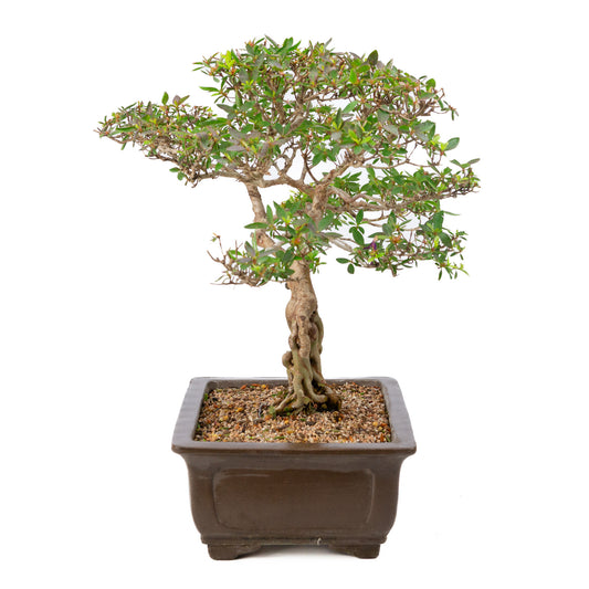 Buiten Bonsai Rhododendron indicum ongeglazuurde rechthoekige pot 32cm, hoogte ~53cm 