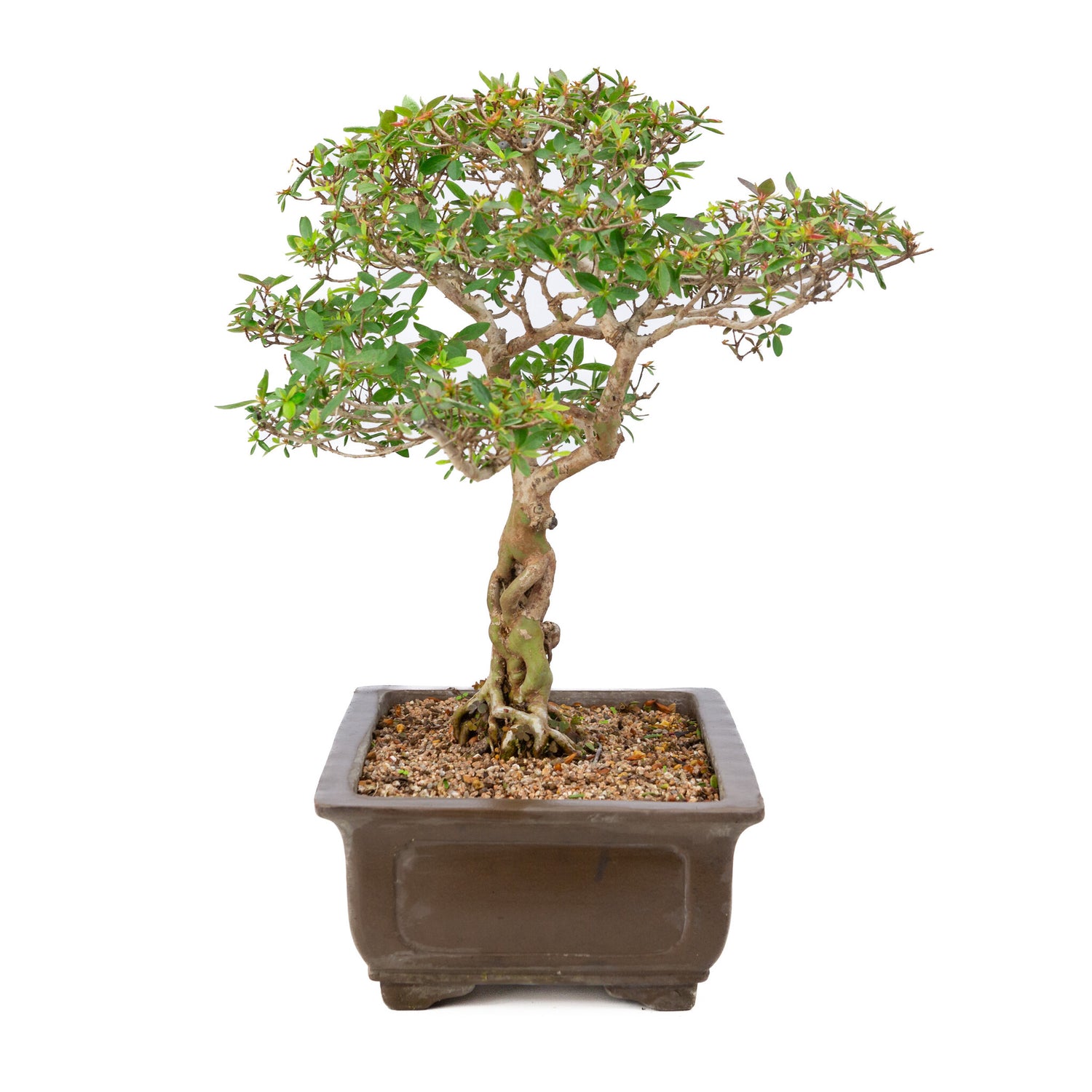 Buiten Bonsai Rhododendron indicum ongeglazuurde rechthoekige pot 32cm, hoogte ~53cm 
