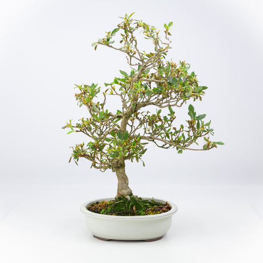 Buiten Bonsai Rhododendron indicum creme ovaal pot 23 cm, hoogte ~53 cm