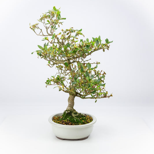 Buiten Bonsai Rhododendron indicum creme ovaal pot 23 cm, hoogte ~53 cm