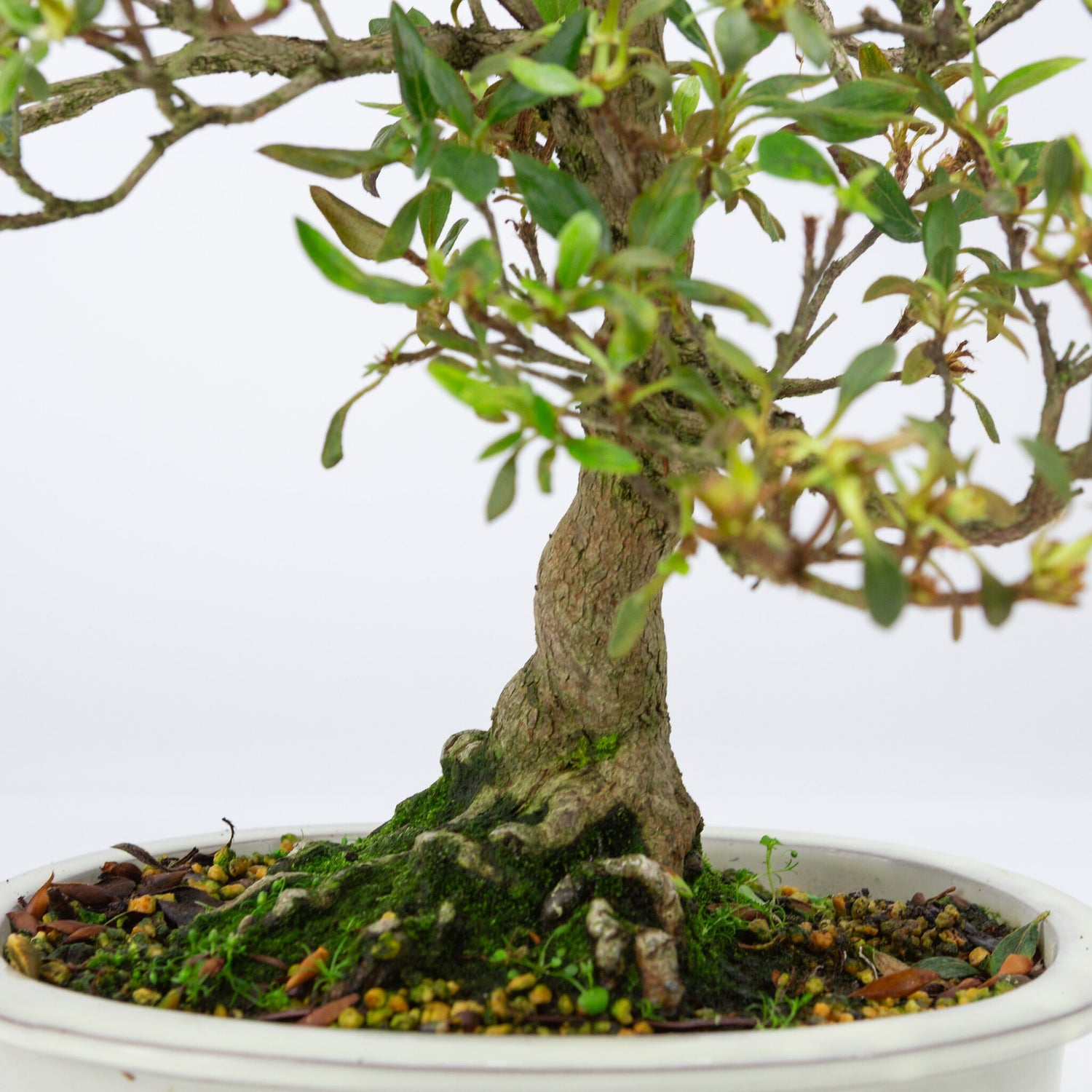 Buiten Bonsai Rhododendron indicum creme ovaal pot 23 cm, hoogte ~53 cm