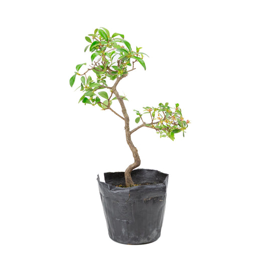 Buiten Bonsai Rhododendron indicum plastic pot 12 cm, hoogte ~36cm