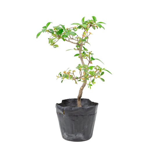 Buiten Bonsai Rhododendron indicum plastic pot 12 cm, hoogte ~36cm