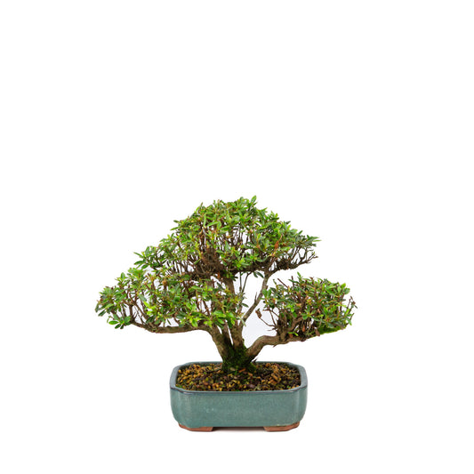 Buiten Bonsai Rhododendron indicum 'Suisei no kagayaki' groene pot 15cm, hoogte ~25cm 