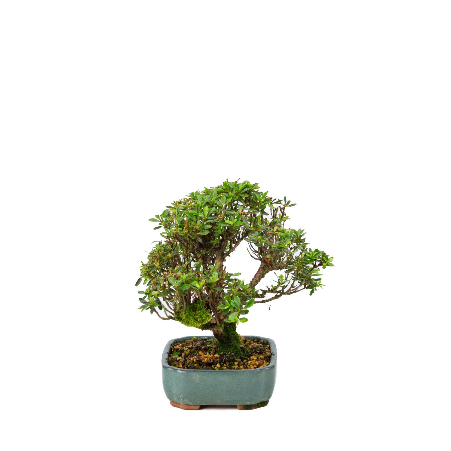 Buiten Bonsai Rhododendron indicum 'Suisei no kagayaki' groene pot 15cm, hoogte ~25cm 