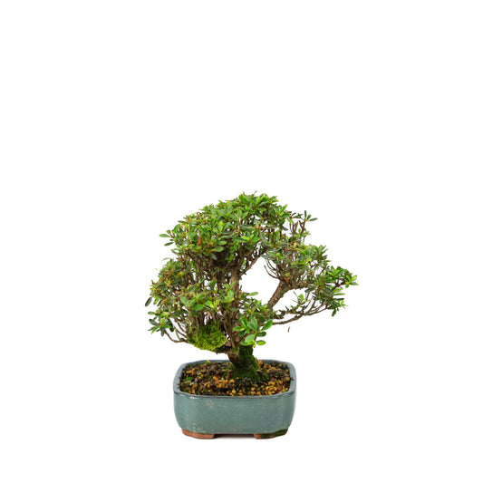 Buiten Bonsai Rhododendron indicum 'Suisei no kagayaki' groene pot 15cm, hoogte ~25cm 