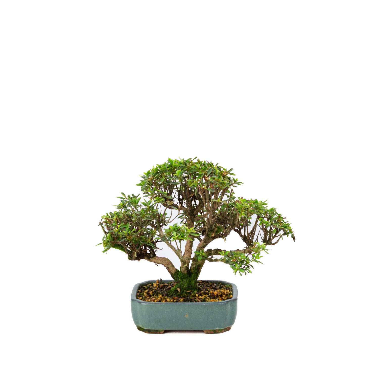 Buiten Bonsai Rhododendron indicum 'Suisei no kagayaki' groene pot 15cm, hoogte ~25cm 