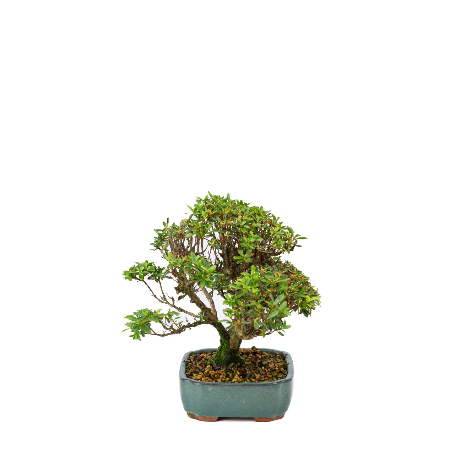Buiten Bonsai Rhododendron indicum 'Suisei no kagayaki' groene pot 15cm, hoogte ~25cm 
