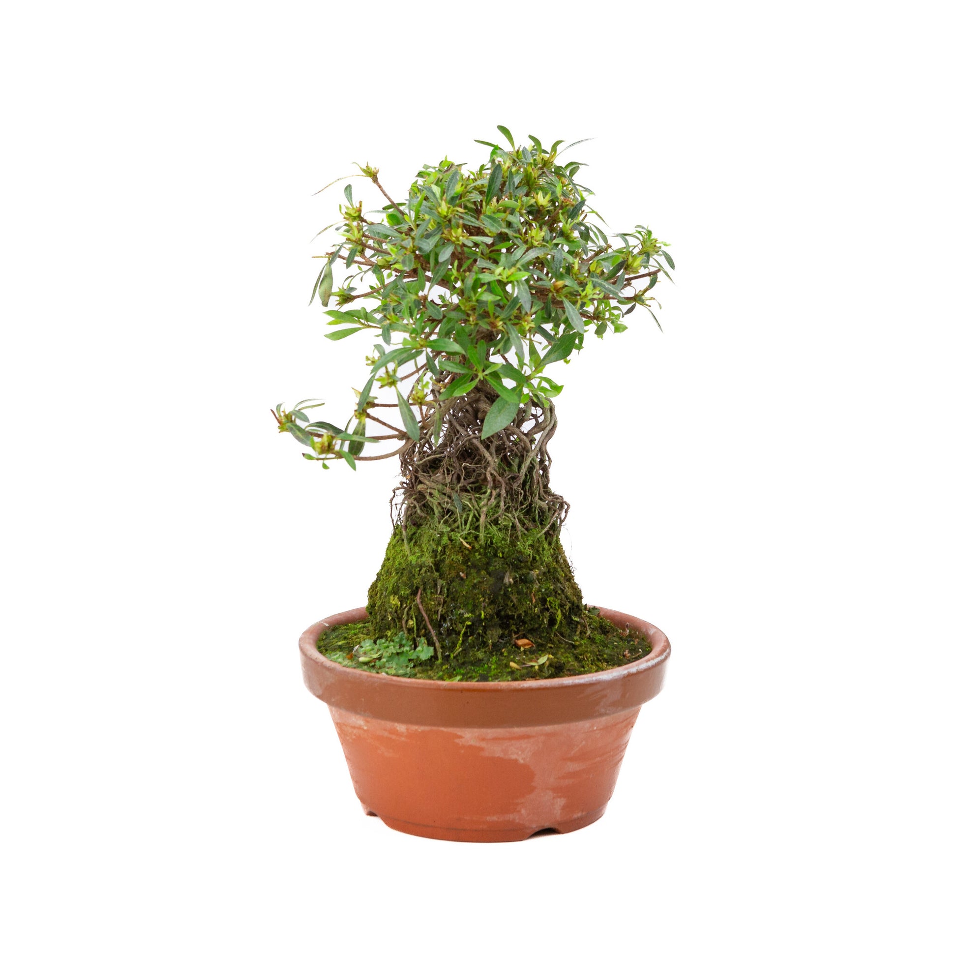 Rhododendron indicum ''Shorin'', bonsaï d'extérieur en pot de terre cuite de 19 cm, hauteur ~35 cm
