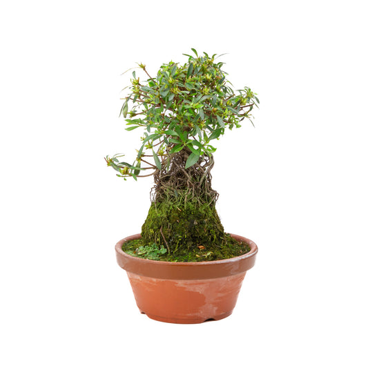 Rhododendron indicum ''Shorin'', bonsaï d'extérieur en pot de terre cuite de 19 cm, hauteur ~35 cm