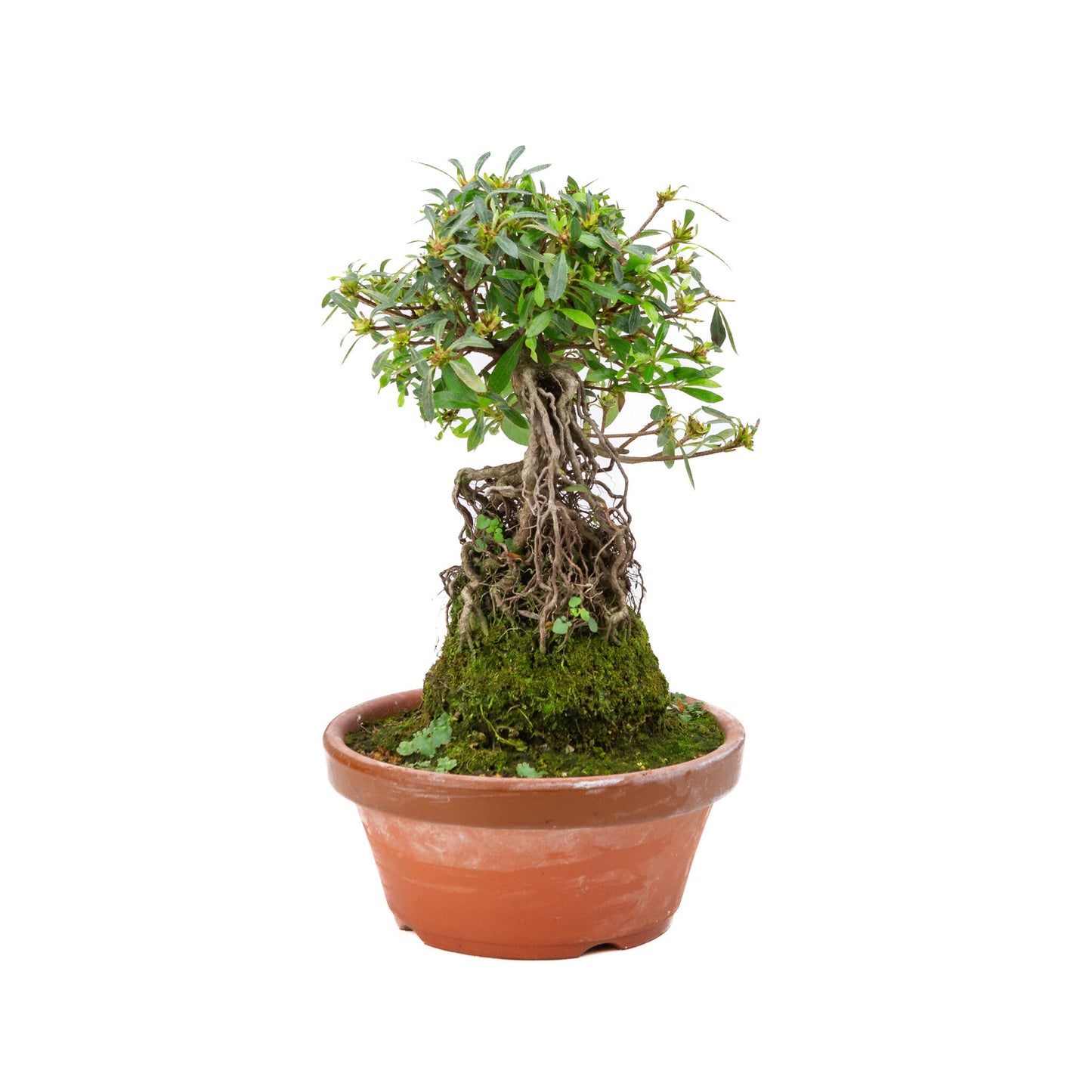 Rhododendron indicum ''Shorin'', bonsaï d'extérieur en pot de terre cuite de 19 cm, hauteur ~35 cm
